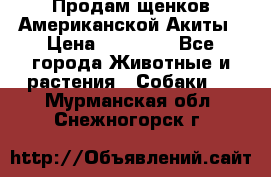 Продам щенков Американской Акиты › Цена ­ 25 000 - Все города Животные и растения » Собаки   . Мурманская обл.,Снежногорск г.